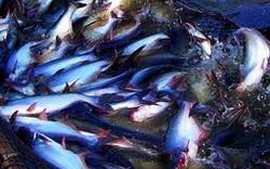 Nông dân nuôi cá tra tiếp cận vốn vay 11%/năm